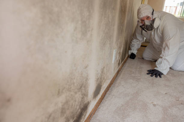 Best Mold Removal for HVAC Installations  in Gleason, TN
